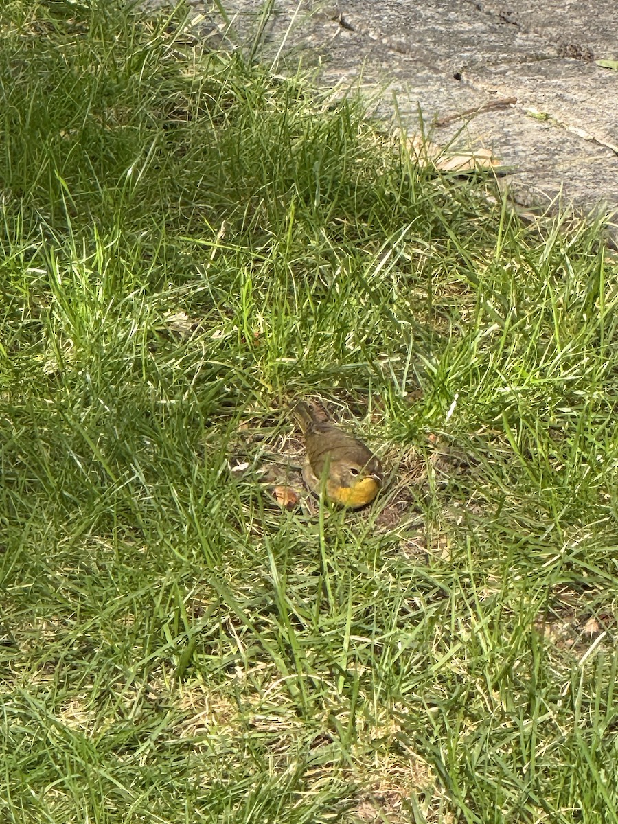 Common Yellowthroat - ML642556988