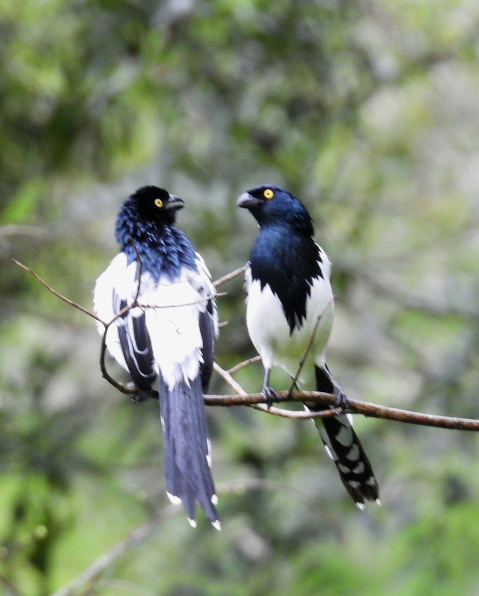 Magpie Tanager - ML642556991