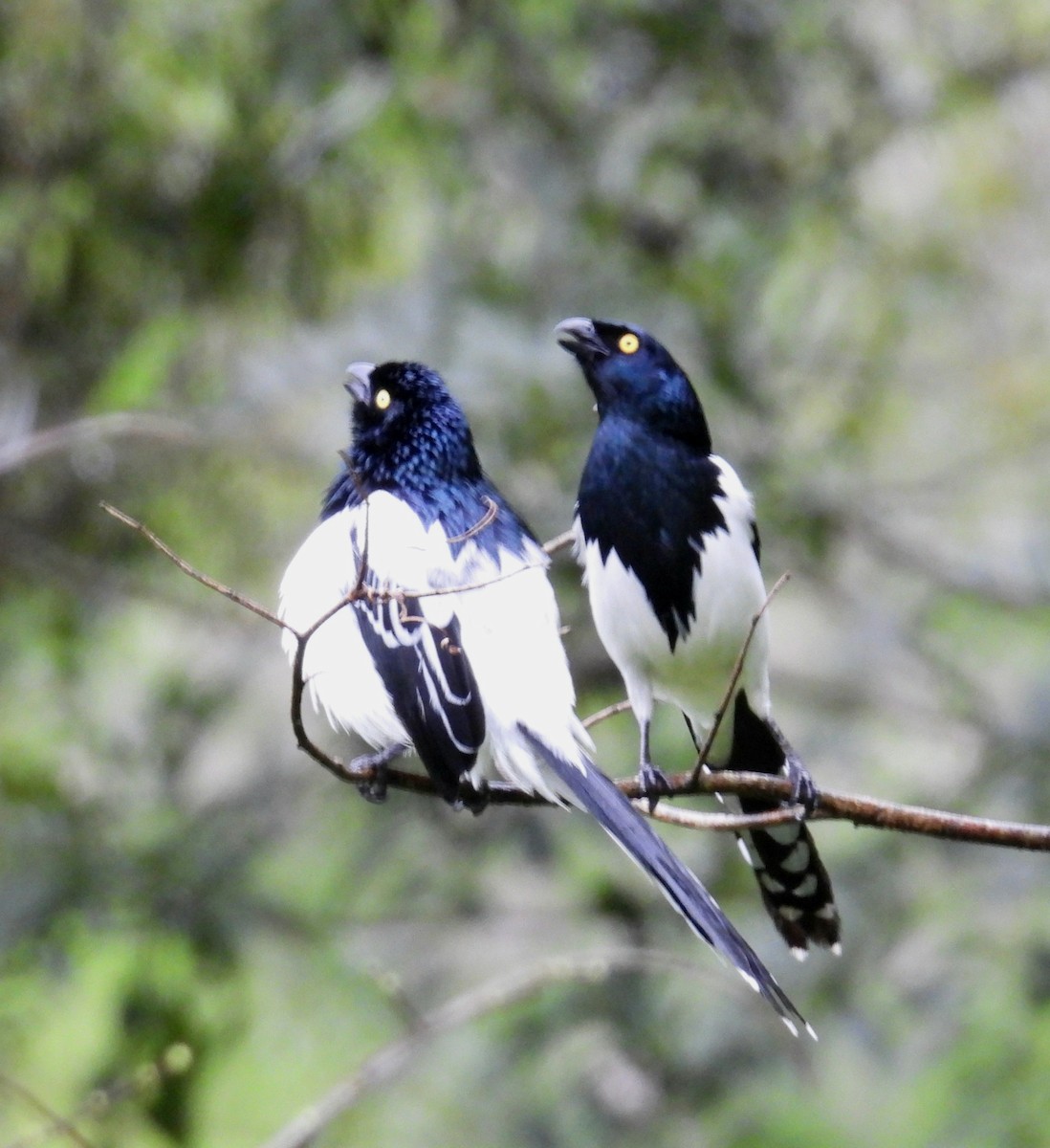 Magpie Tanager - ML642556992