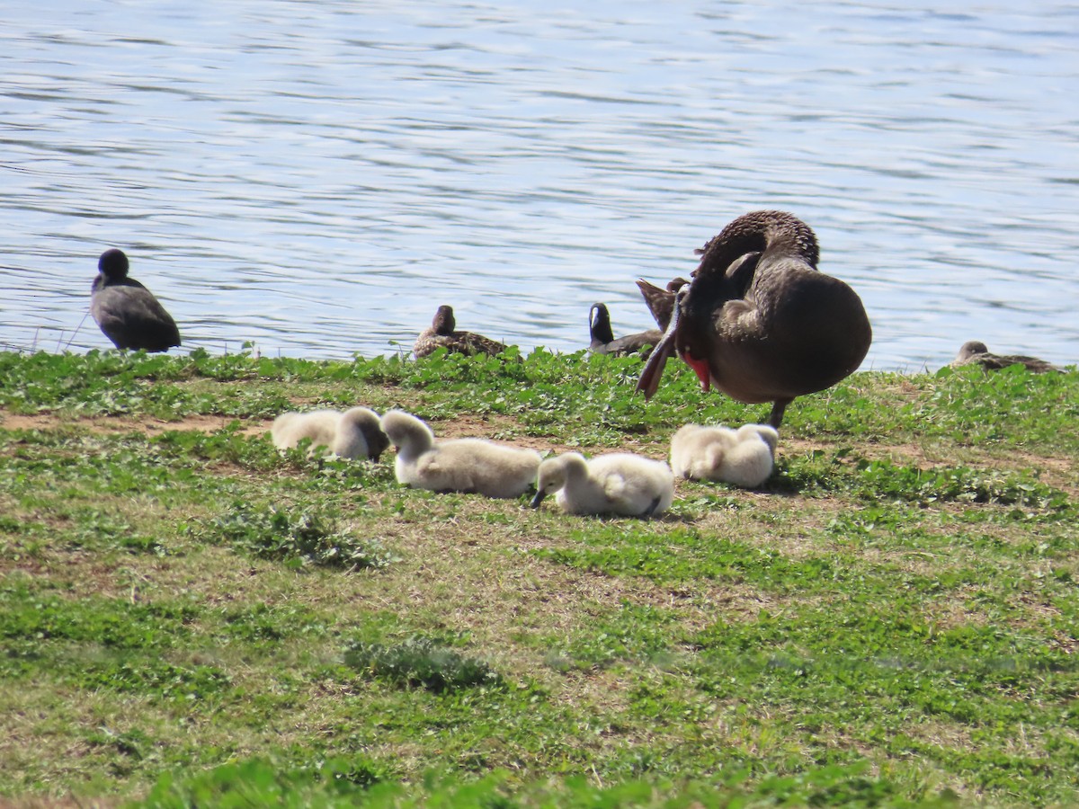Black Swan - ML642556999