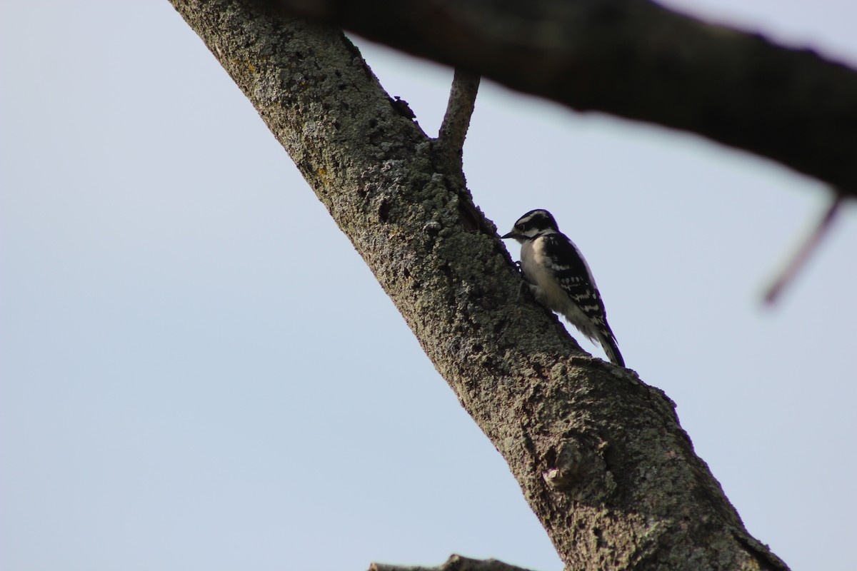 Downy Woodpecker - ML642557006