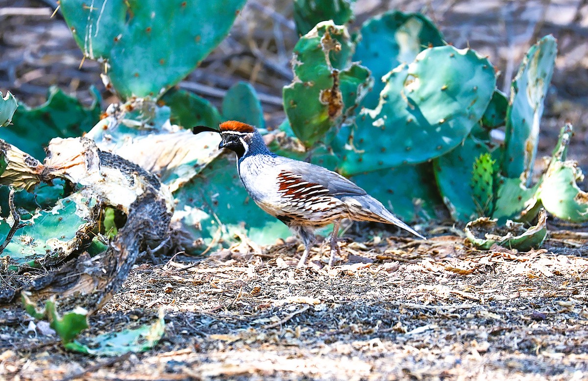 Gambel's Quail - ML642557012