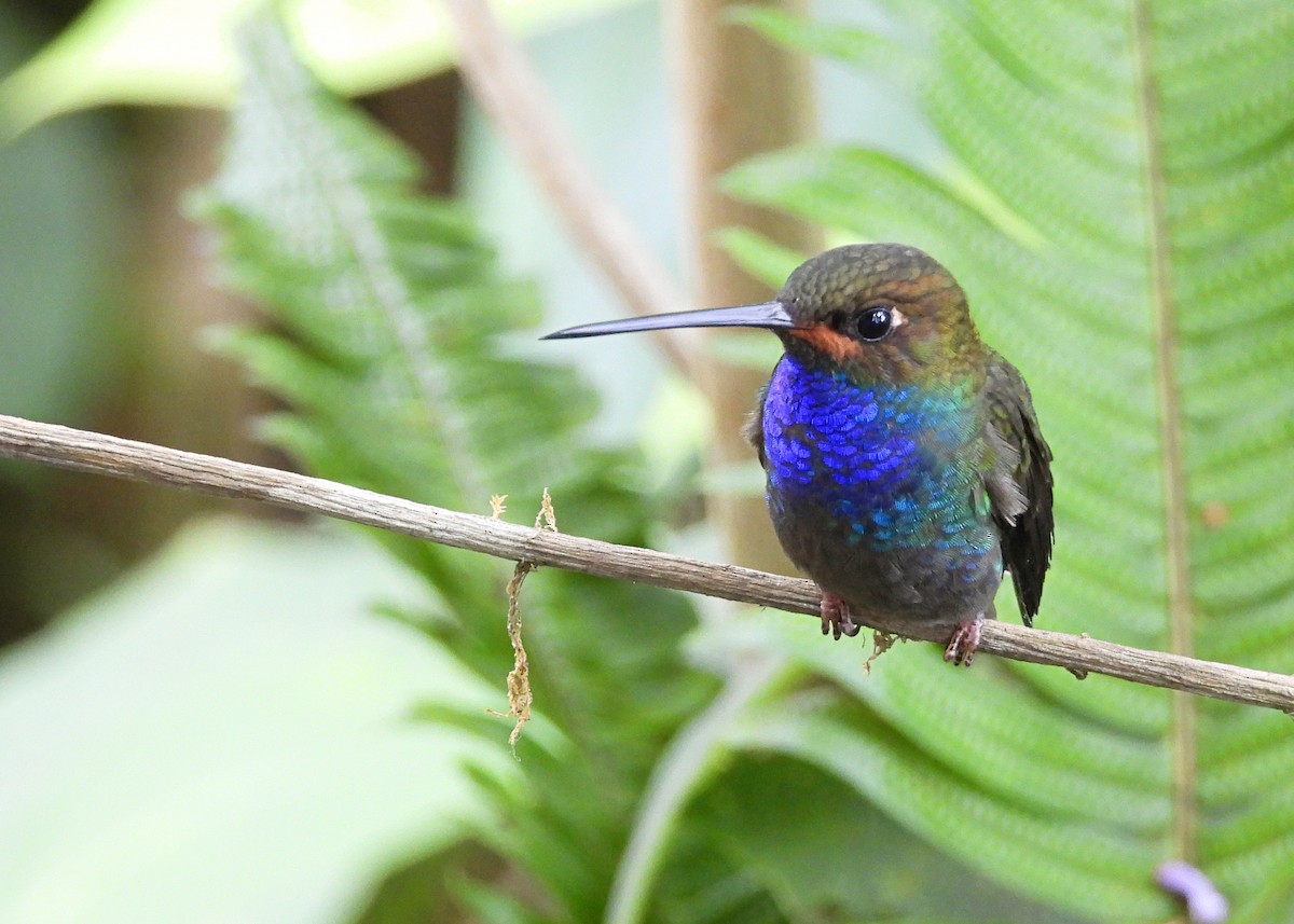 Rufous-gaped Hillstar - ML642557018