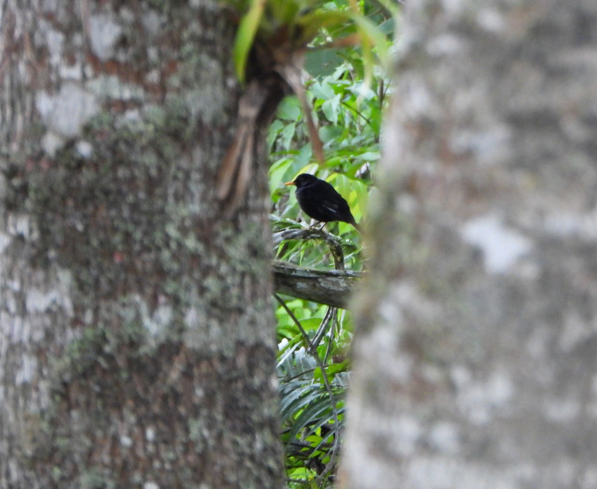 Glossy-black Thrush - ML642557118