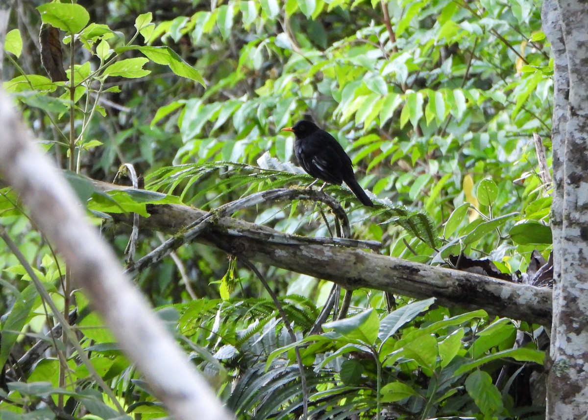 Glossy-black Thrush - ML642557119