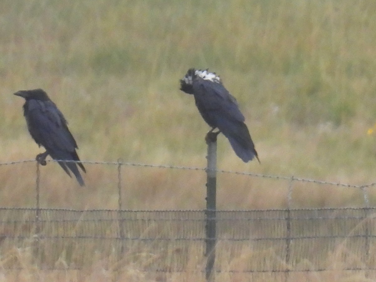 Chihuahuan Raven - ML642557120