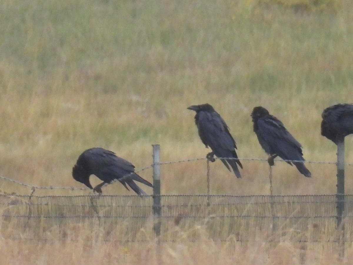 Chihuahuan Raven - ML642557121