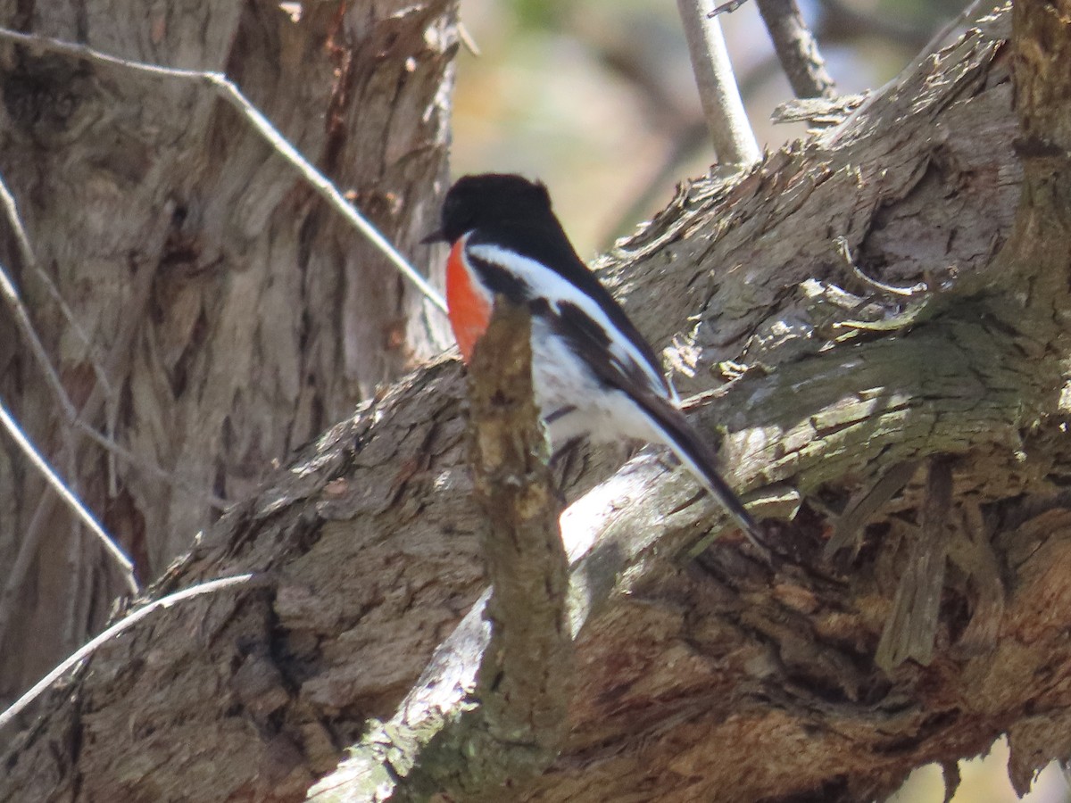 Scarlet Robin - ML642557139