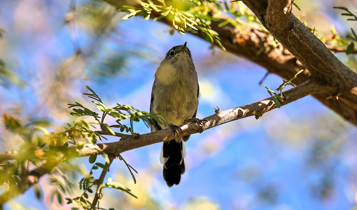 Black-tailed Gnatcatcher - ML642557143