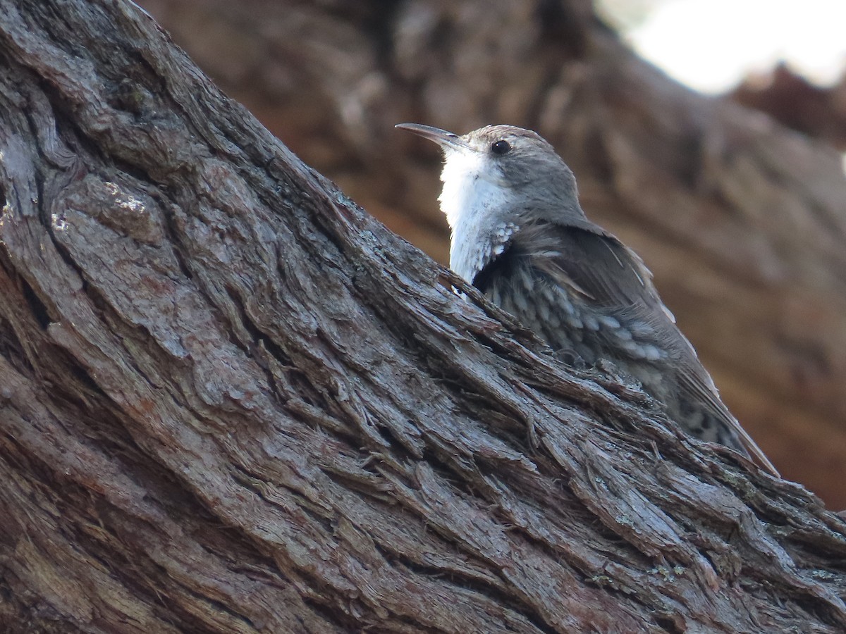 White-throated Treecreeper - ML642557153