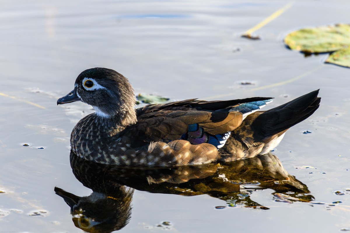Canard branchu - ML642557155