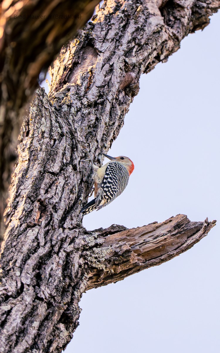Red-bellied Woodpecker - ML642557156