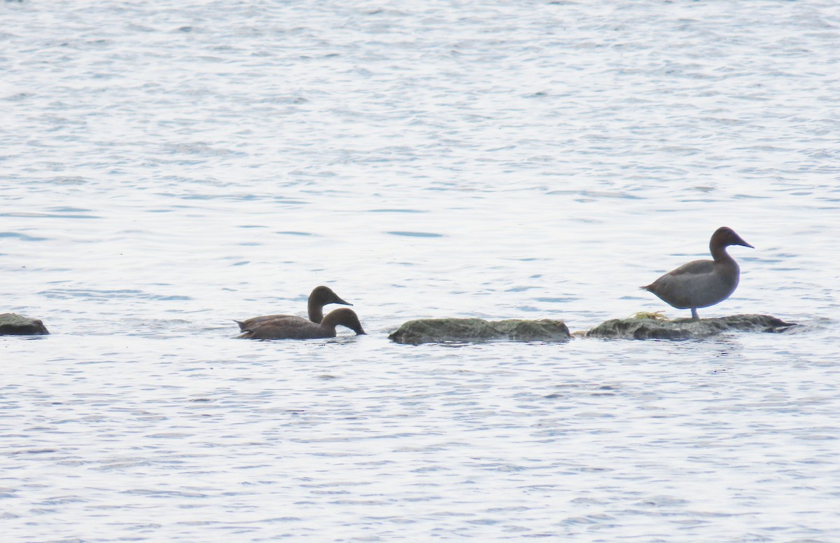 Canvasback - ML642557165