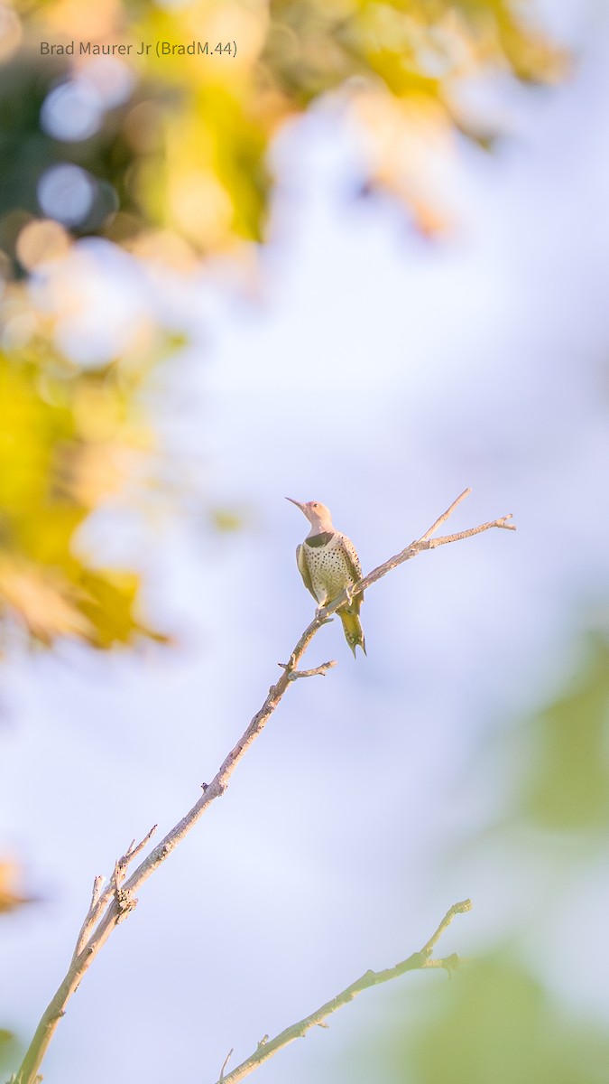 Northern Flicker - ML642557167