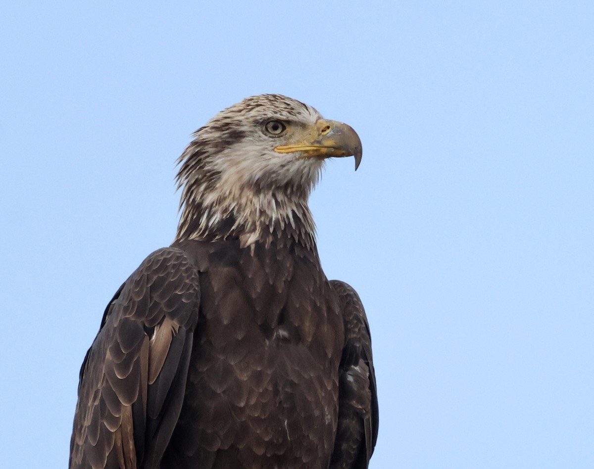 Bald Eagle - ML642557168