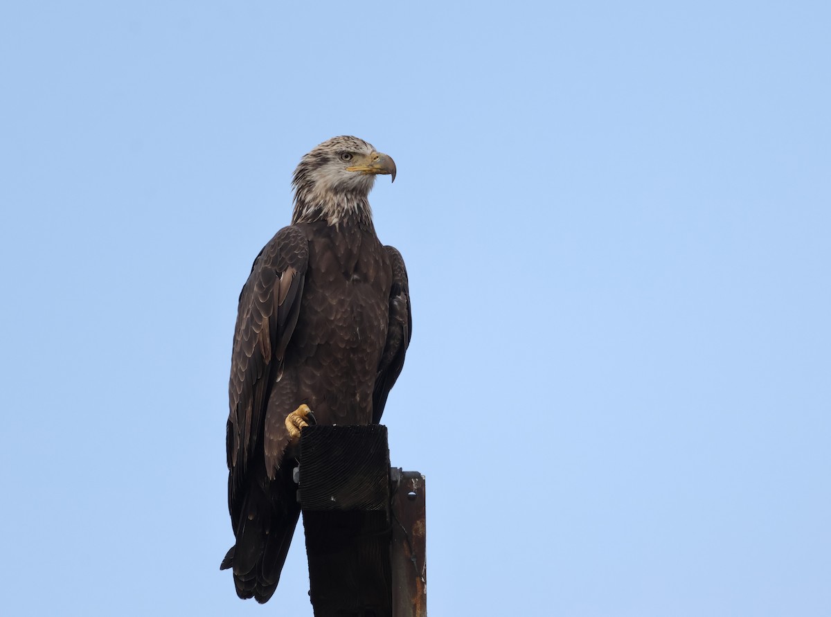 Bald Eagle - ML642557169