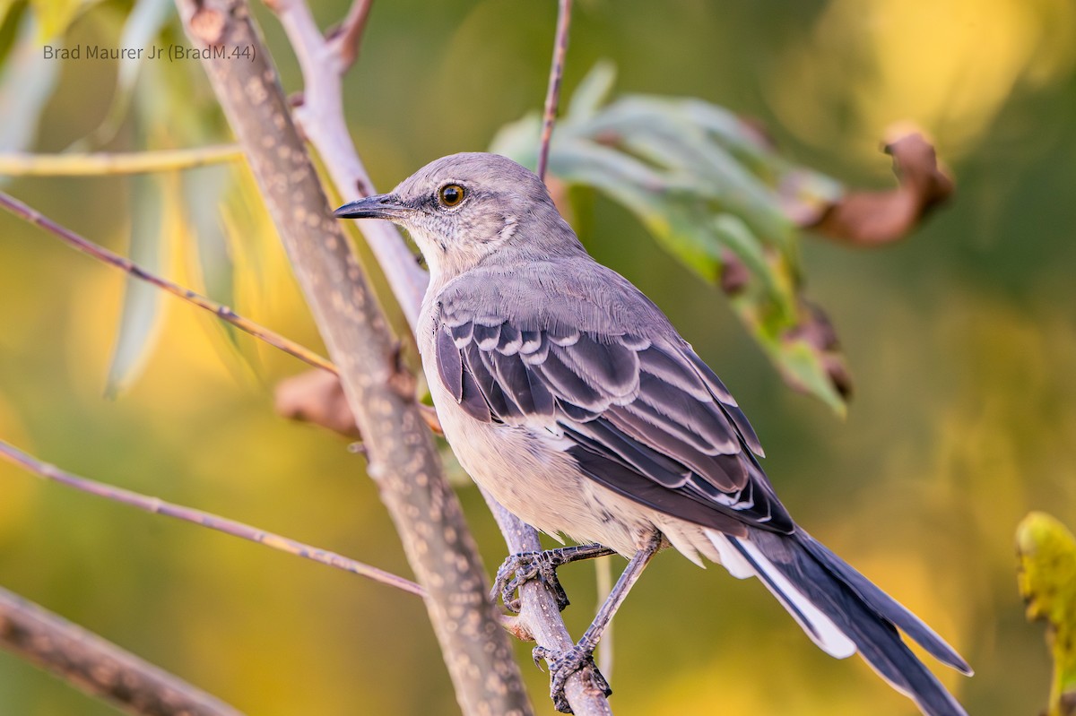 Northern Mockingbird - ML642557175