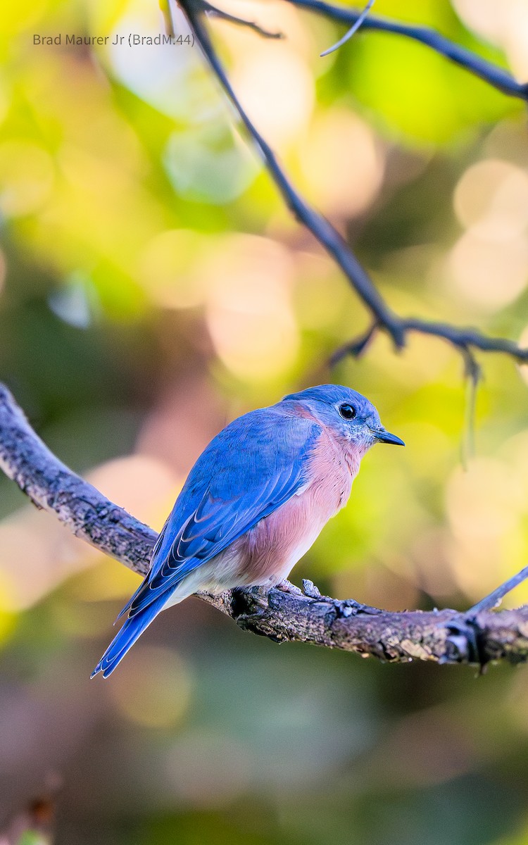 Eastern Bluebird - ML642557180