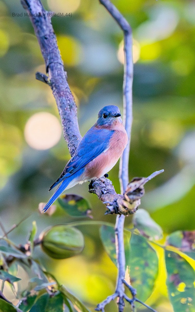 Eastern Bluebird - ML642557182
