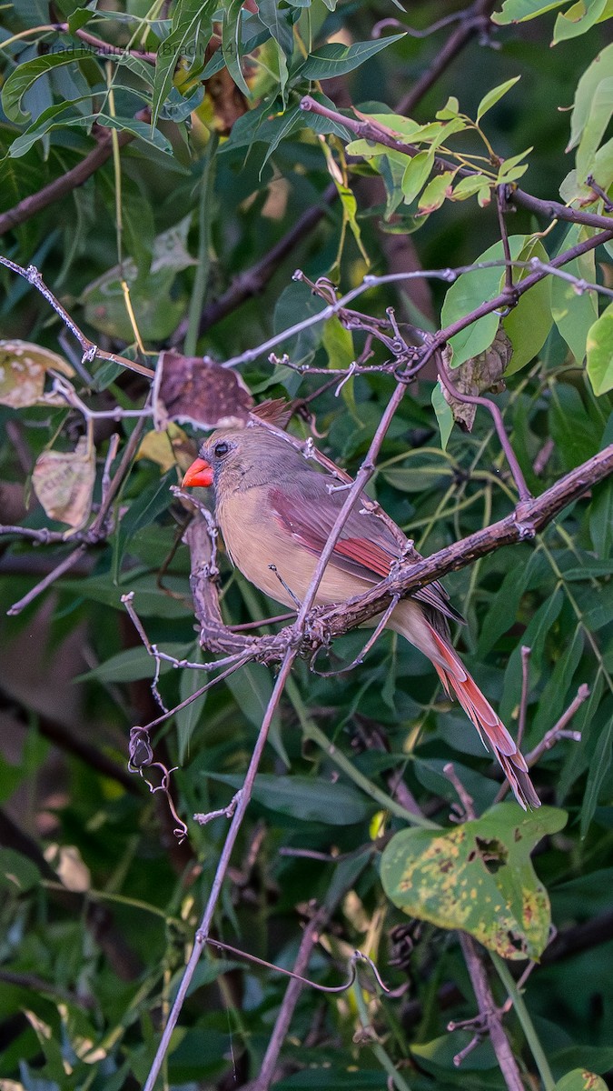 Northern Cardinal - ML642557187