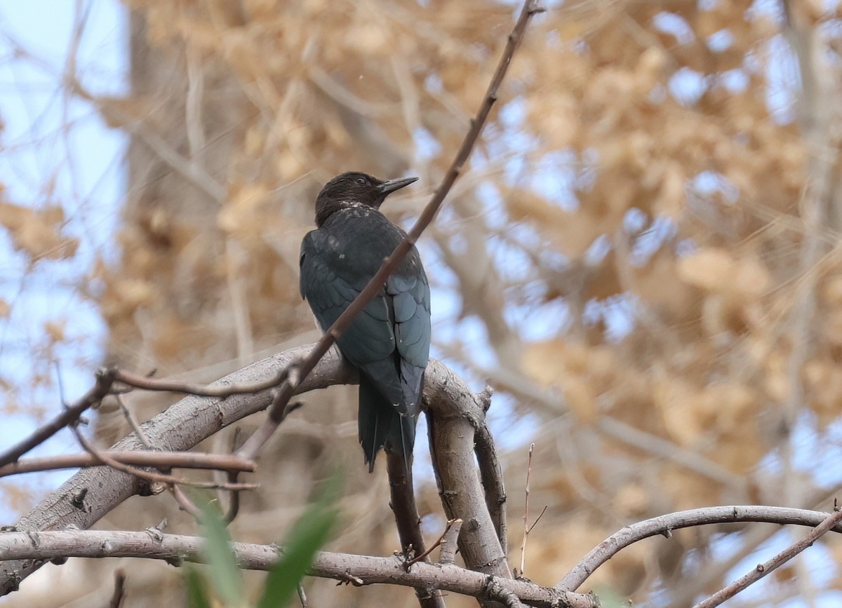 Lewis's Woodpecker - ML642557193