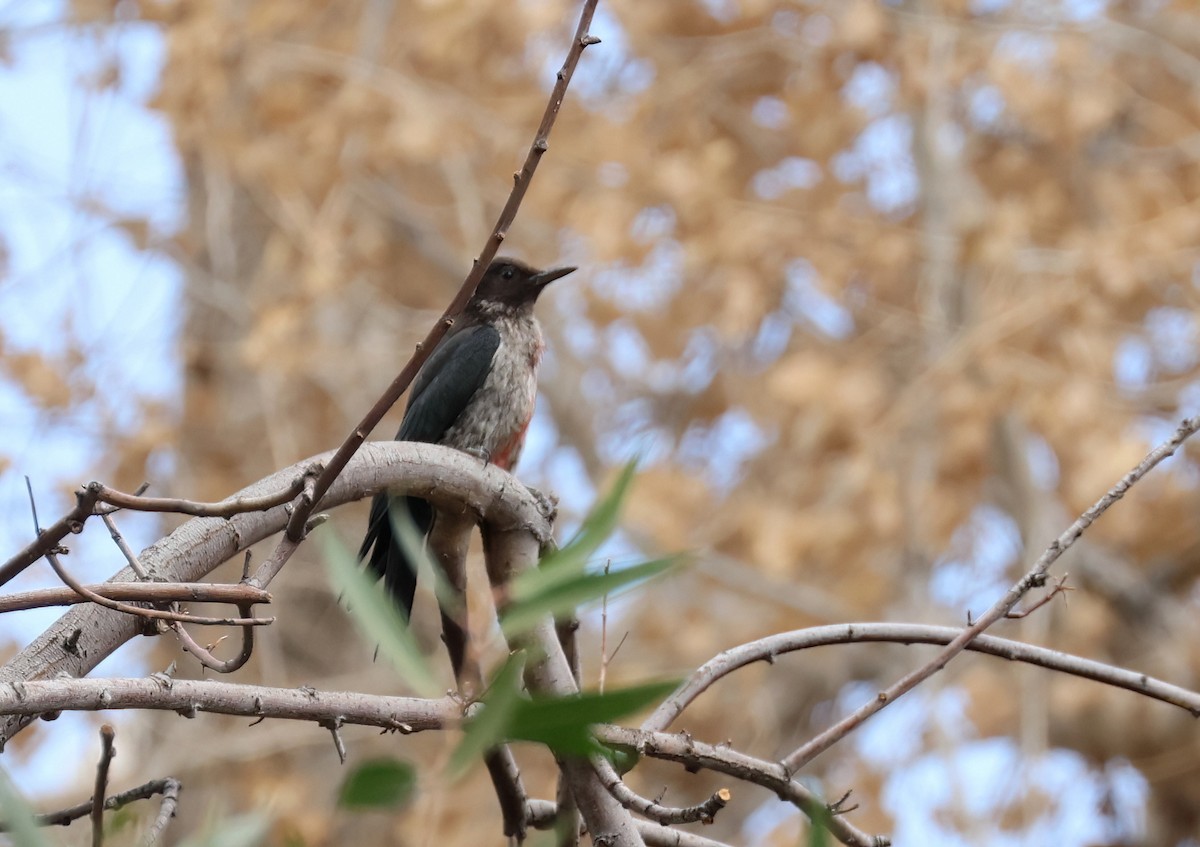 Lewis's Woodpecker - ML642557194