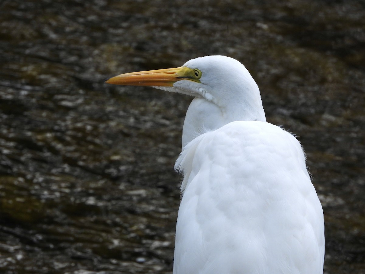 Great Egret - ML642557197