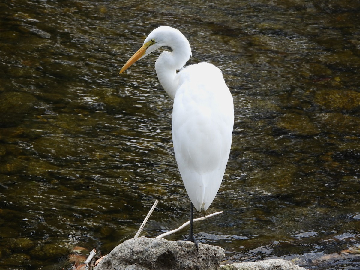 Great Egret - ML642557198