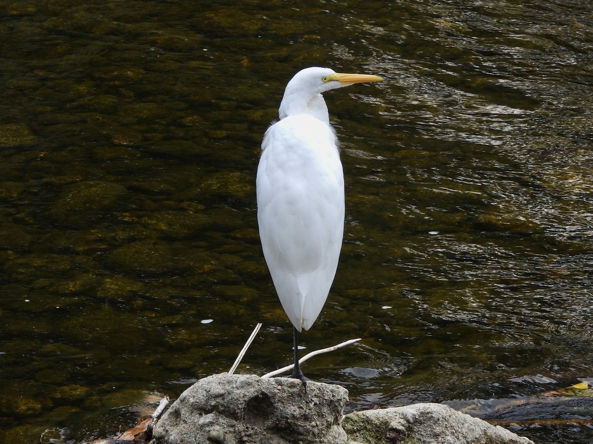 Great Egret - ML642557201