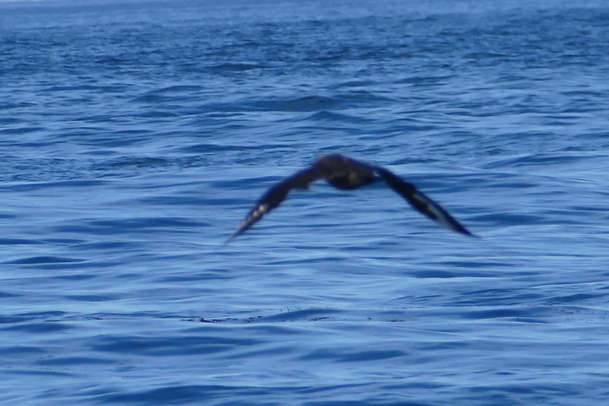 South Polar Skua - ML642557214
