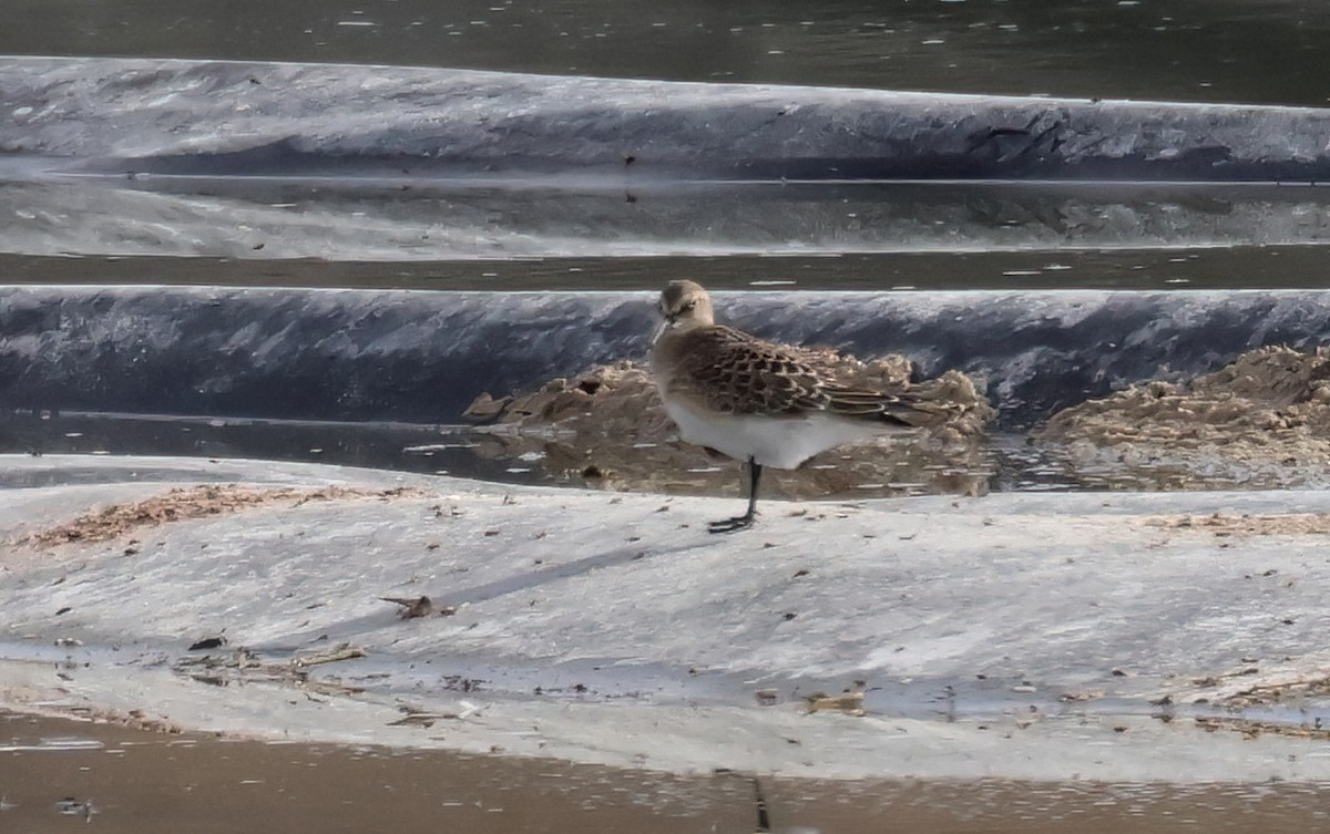 Baird's Sandpiper - ML642557219