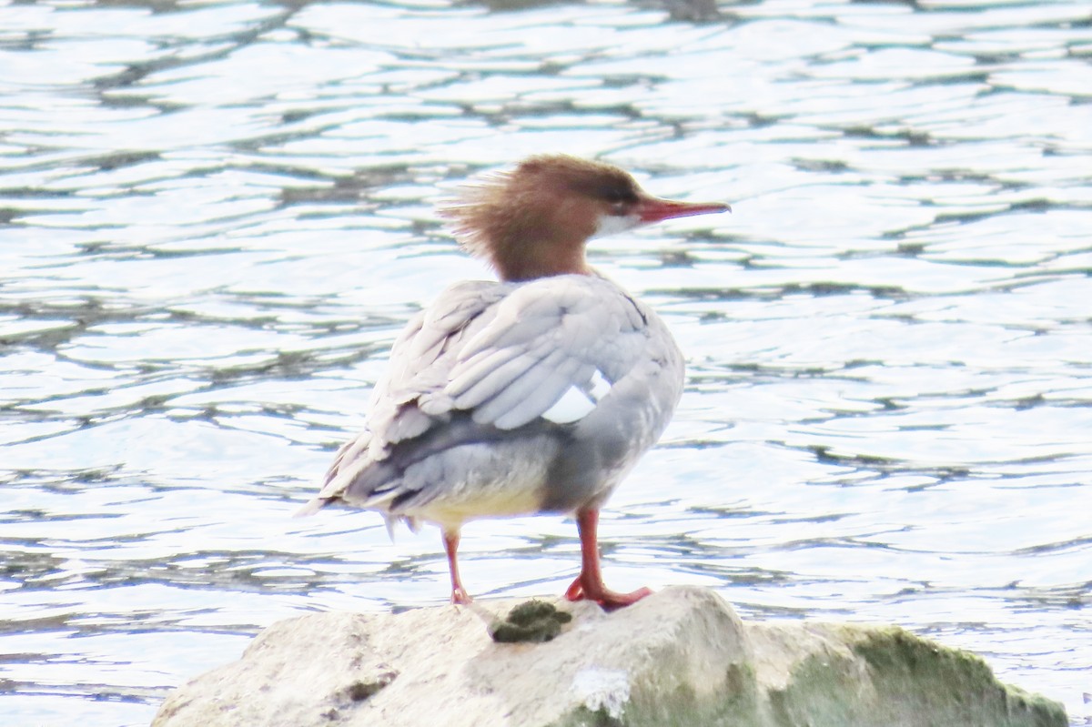 カワアイサ - ML642557264
