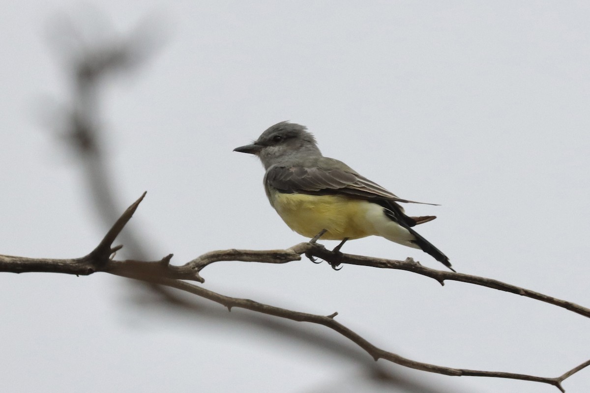 Western Kingbird - ML642557272