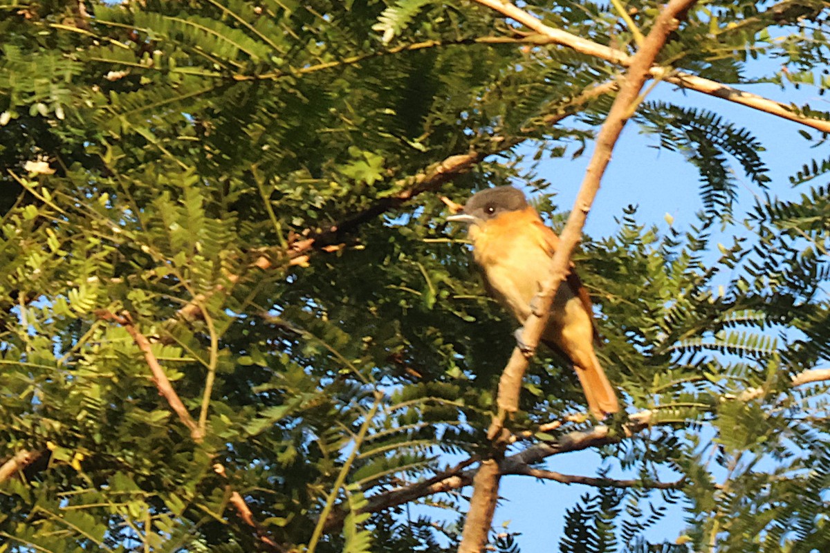 Rose-throated Becard - ML642557274