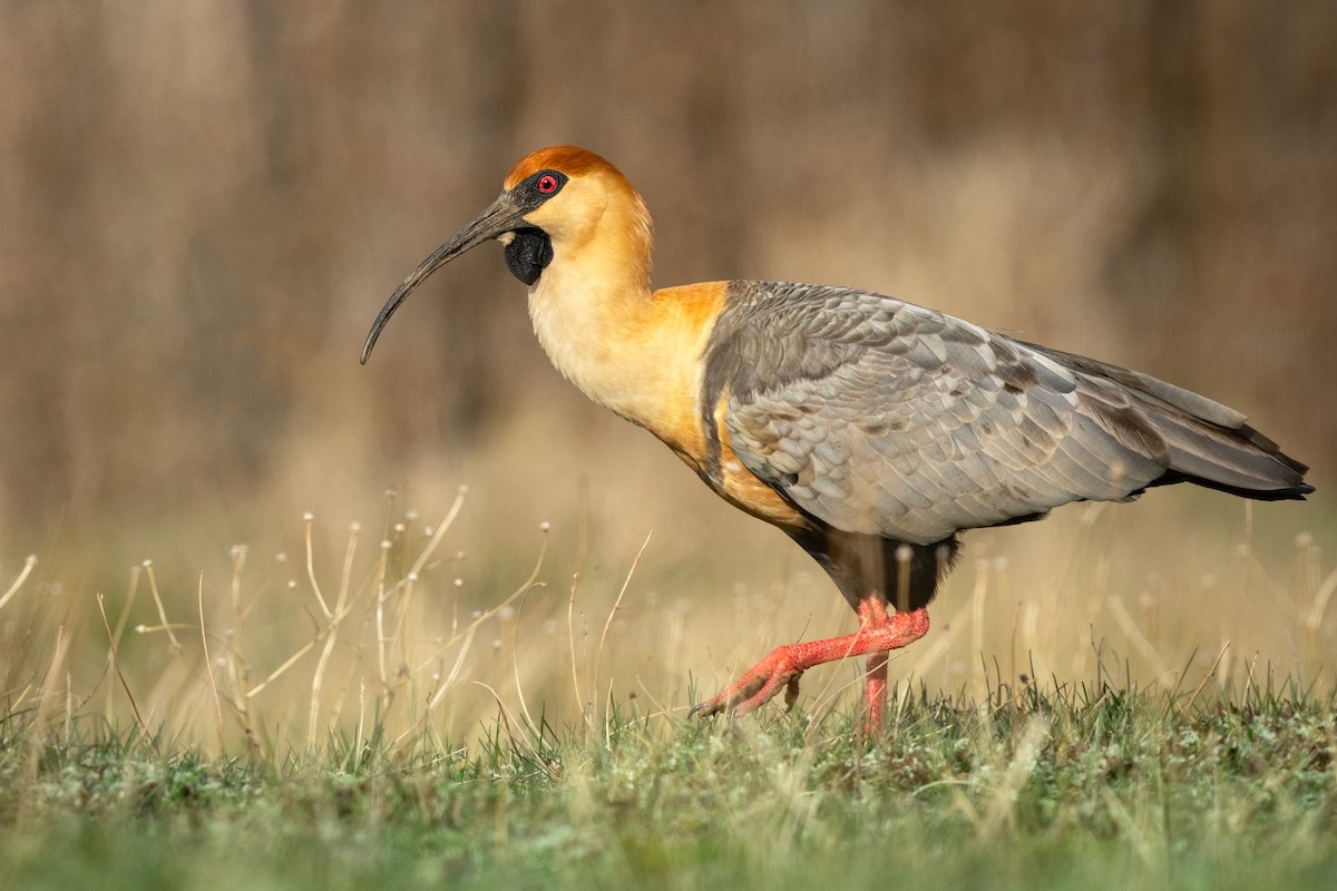 Black-faced Ibis - ML642557278