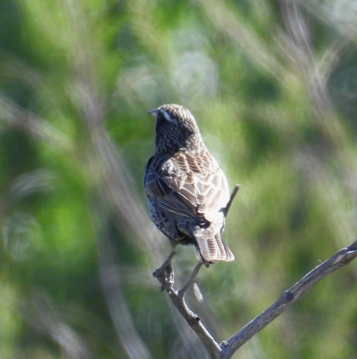 Long-tailed Meadowlark - ML642557285