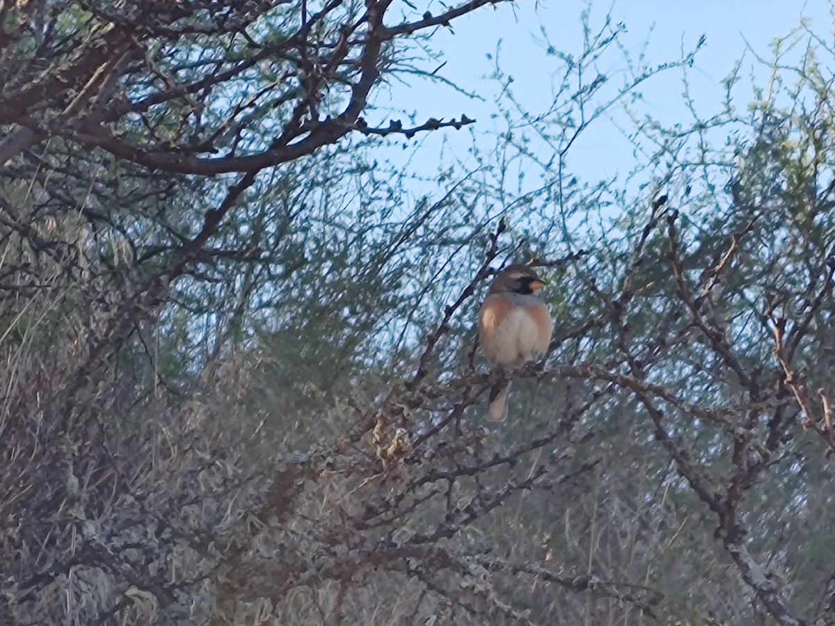 Many-colored Chaco Finch - ML642557288