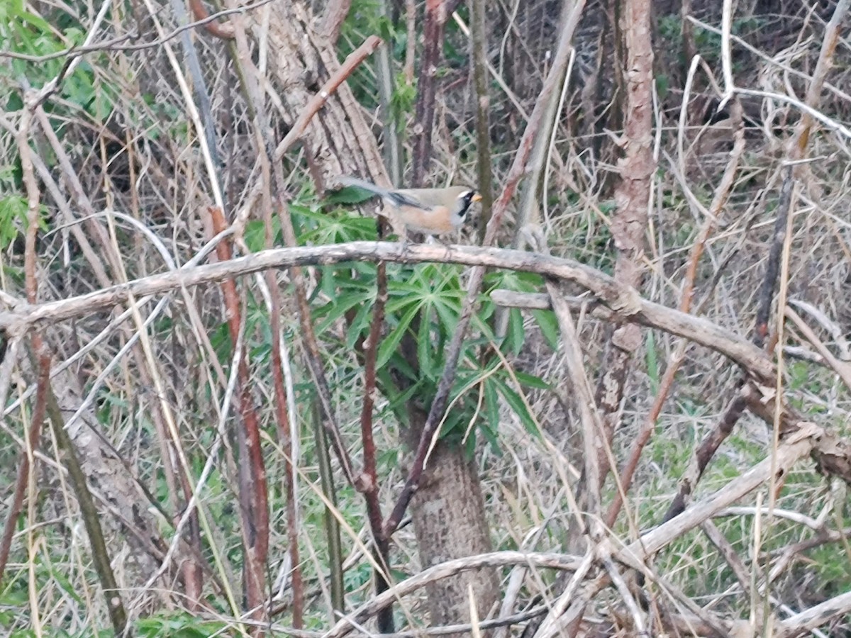 Many-colored Chaco Finch - ML642557289