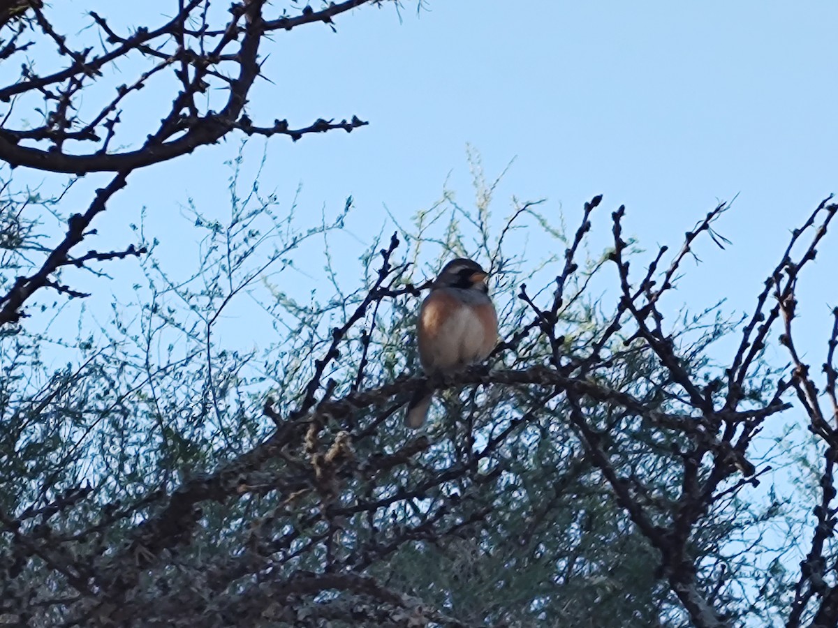 Many-colored Chaco Finch - ML642557291