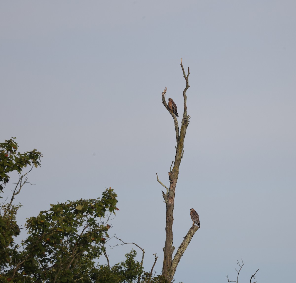 Red-shouldered Hawk - ML642557335