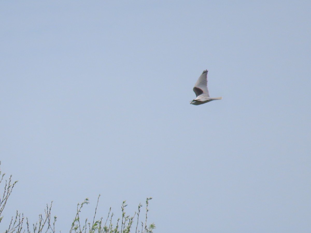 Black-shouldered Kite - ML642557358