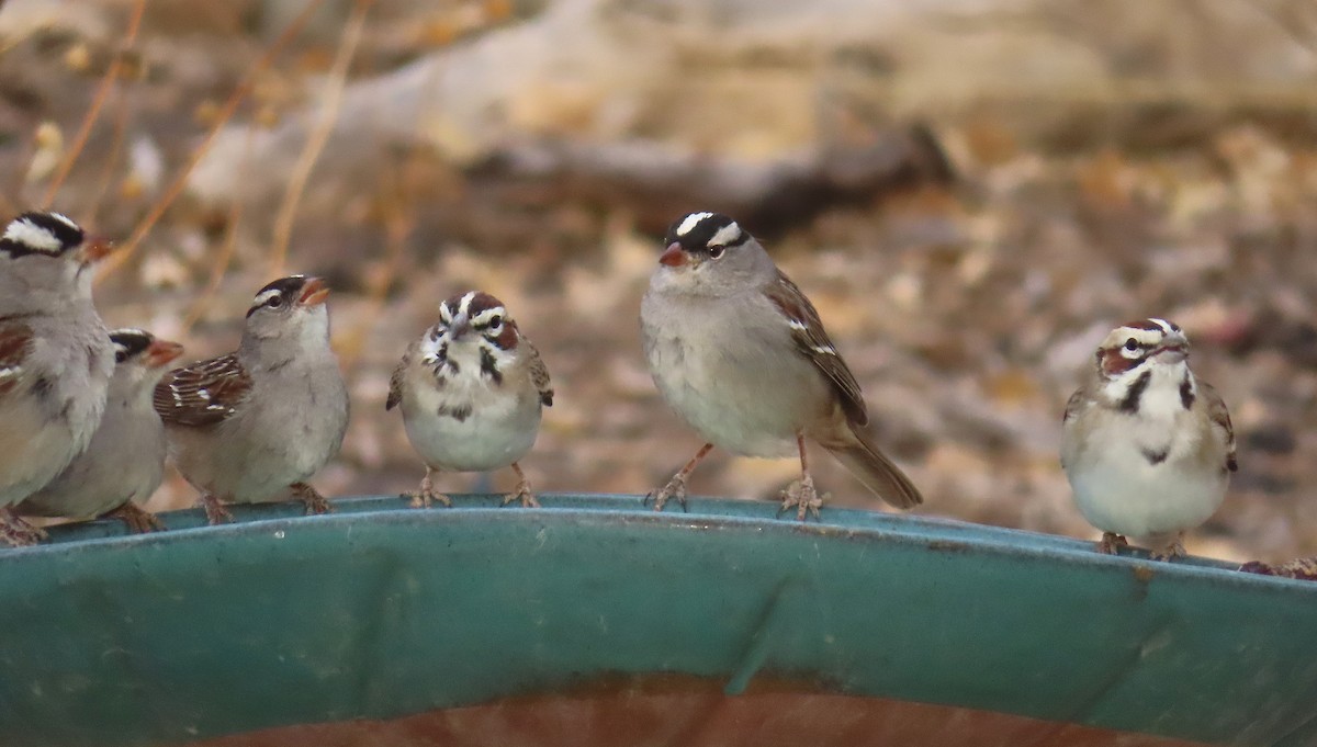 White-crowned Sparrow - ML642557365