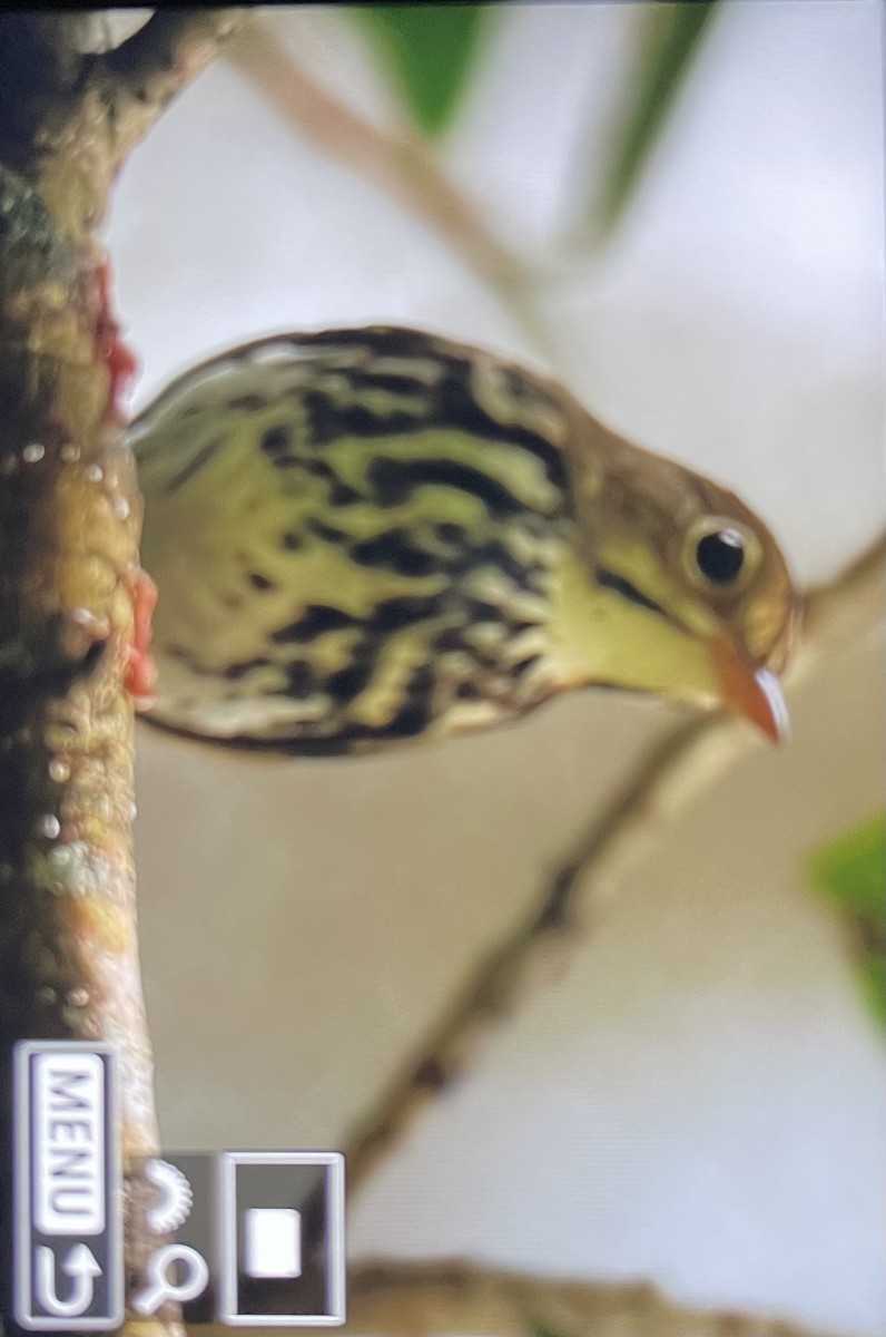 Ovenbird - ML642557370