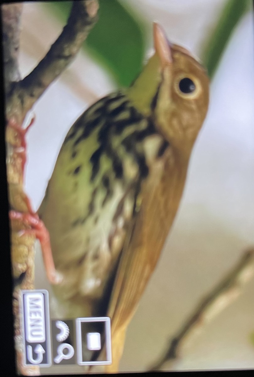 Ovenbird - ML642557371