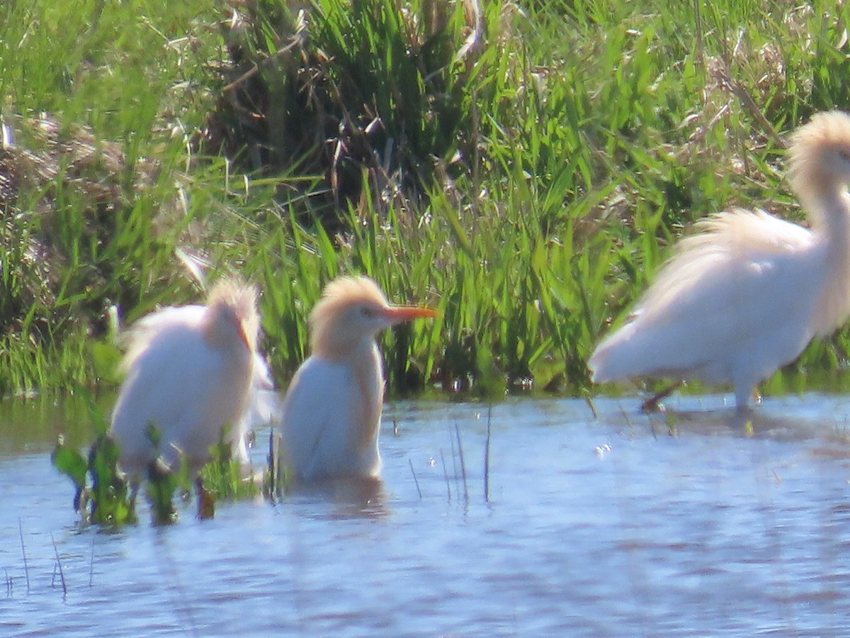 Eastern Cattle-Egret - ML642557376