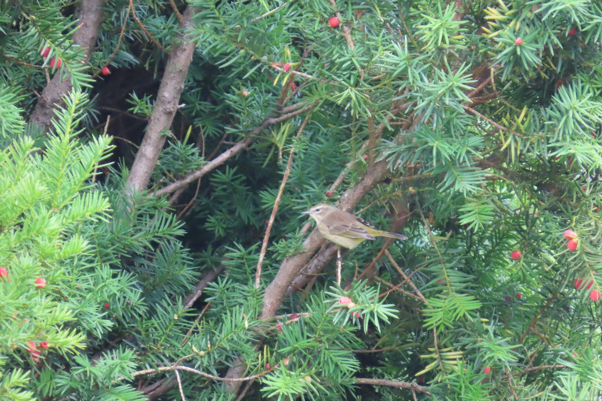 Palm Warbler - ML642557382