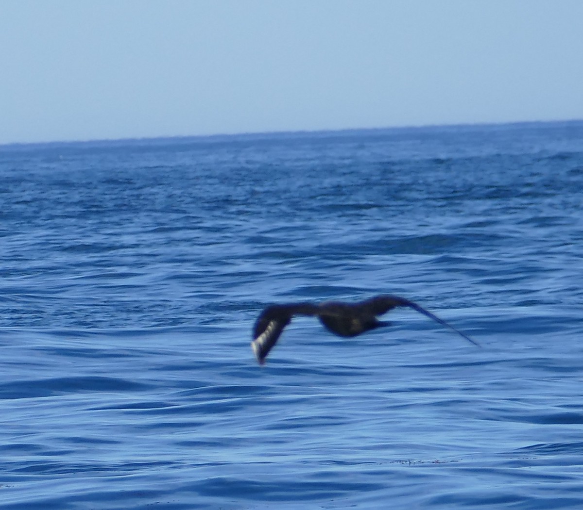 South Polar Skua - ML642557387