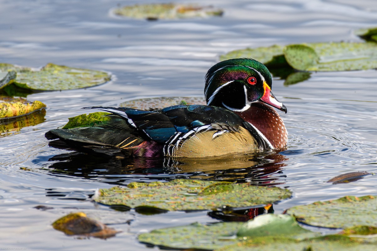 Canard branchu - ML642557394