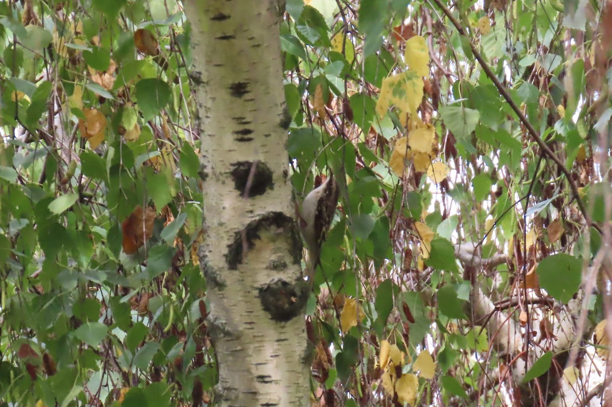 Brown Creeper - ML642557409
