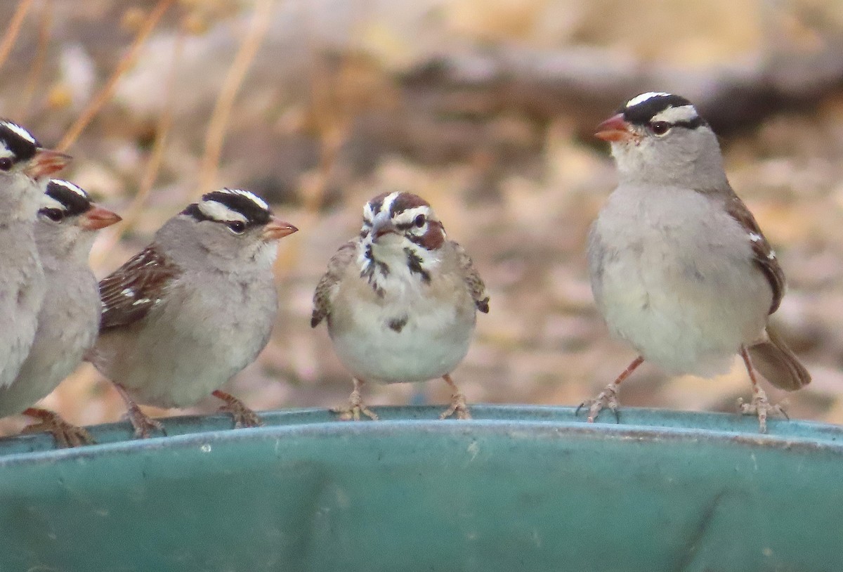 White-crowned Sparrow - ML642557413